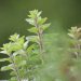 green and white plant in close up photography