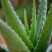 green aloe vera plant