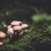 selective focus photography of pink mushrooms